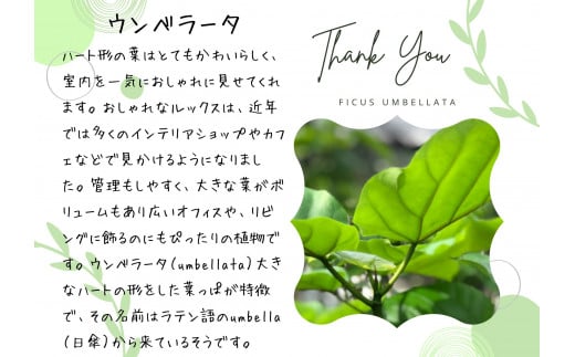 沖縄の観葉植物 人気のフィカス フランスゴム7号 角鉢