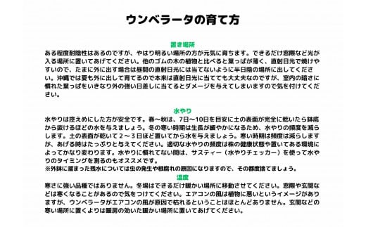 沖縄の観葉植物 人気のフィカス フランスゴム7号 角鉢