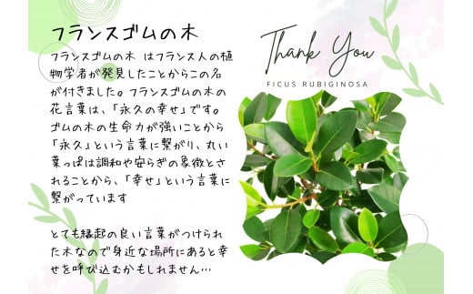 沖縄の観葉植物 人気のフィカス フランスゴム7号 シュエット鉢