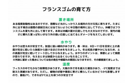 沖縄の観葉植物 人気のフィカス フランスゴム7号 シュエット鉢