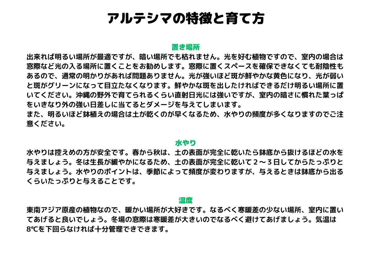 沖縄の観葉植物 人気のフィカス アルテシマ6号 シュエット鉢ポット