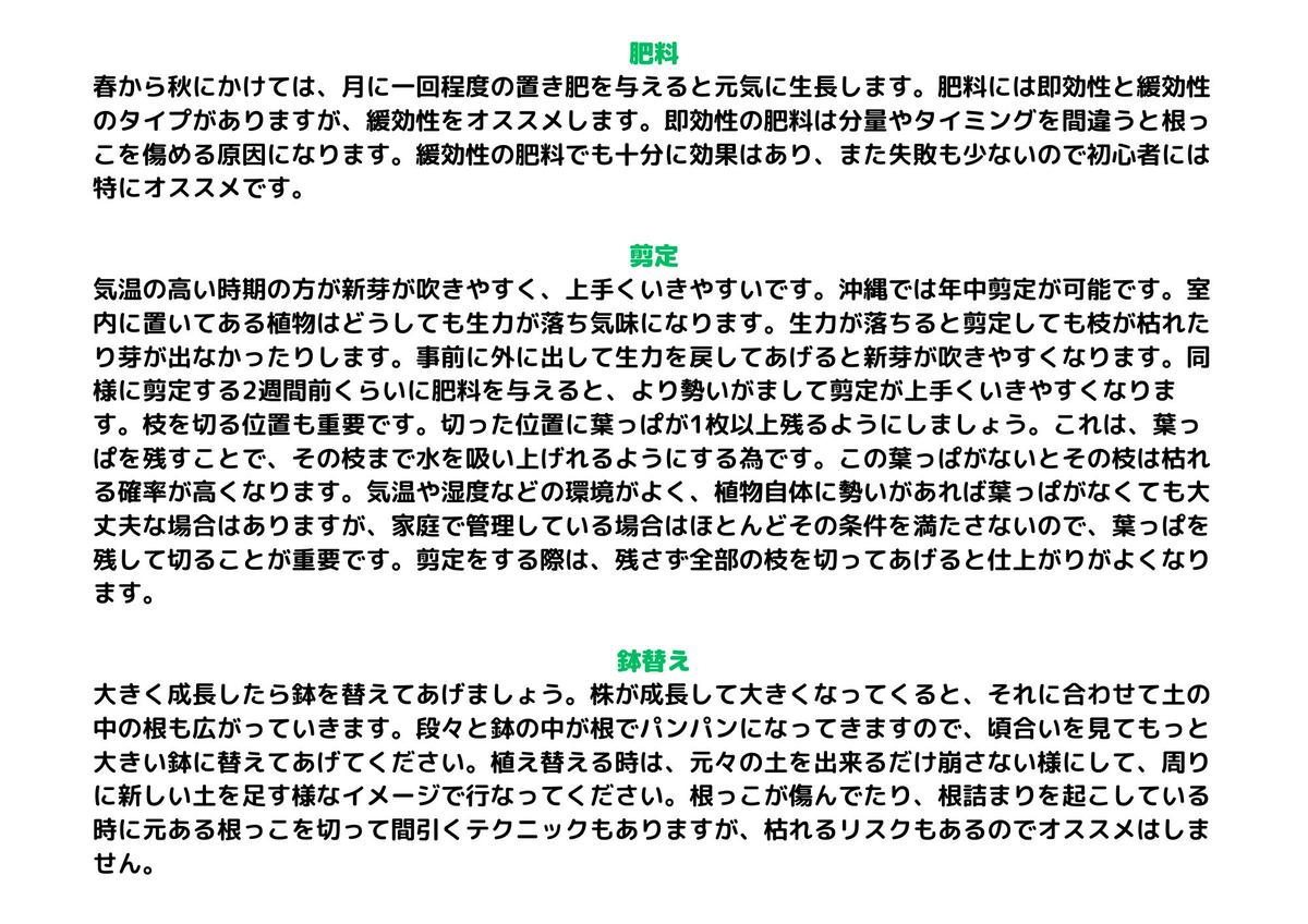 沖縄の観葉植物 人気のフィカス アルテシマ6号 シュエット鉢ポット