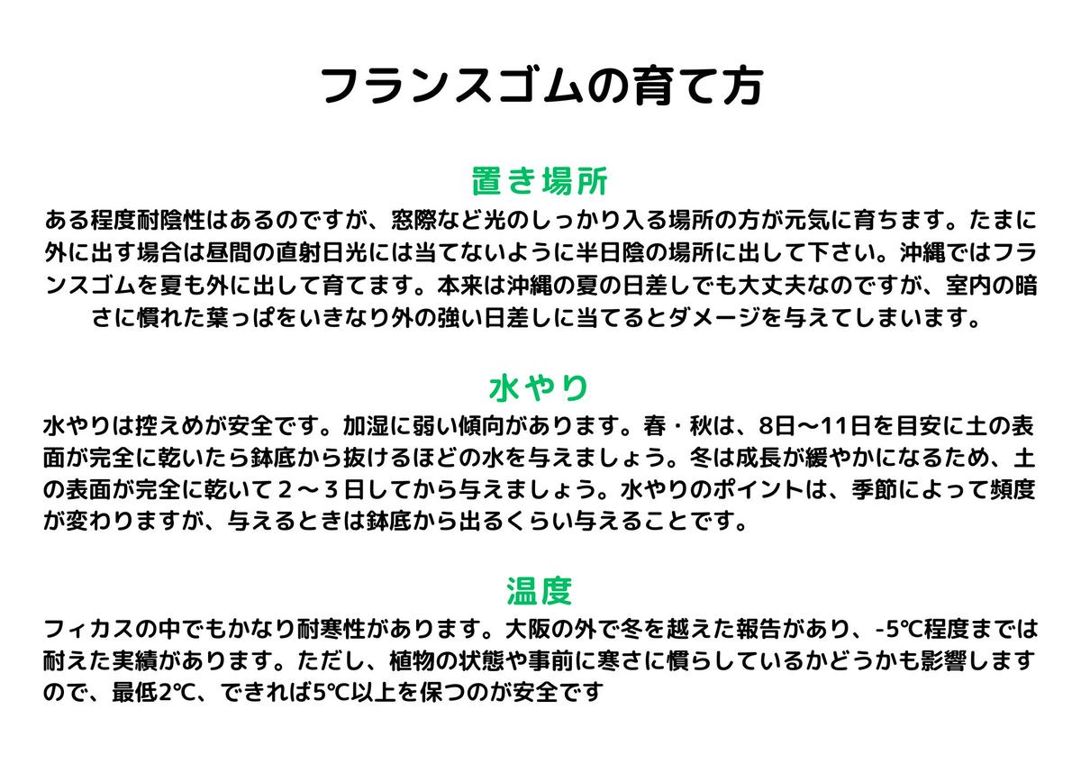 沖縄の観葉植物 人気のフィカス フランスゴム6号 シュエット鉢ポット