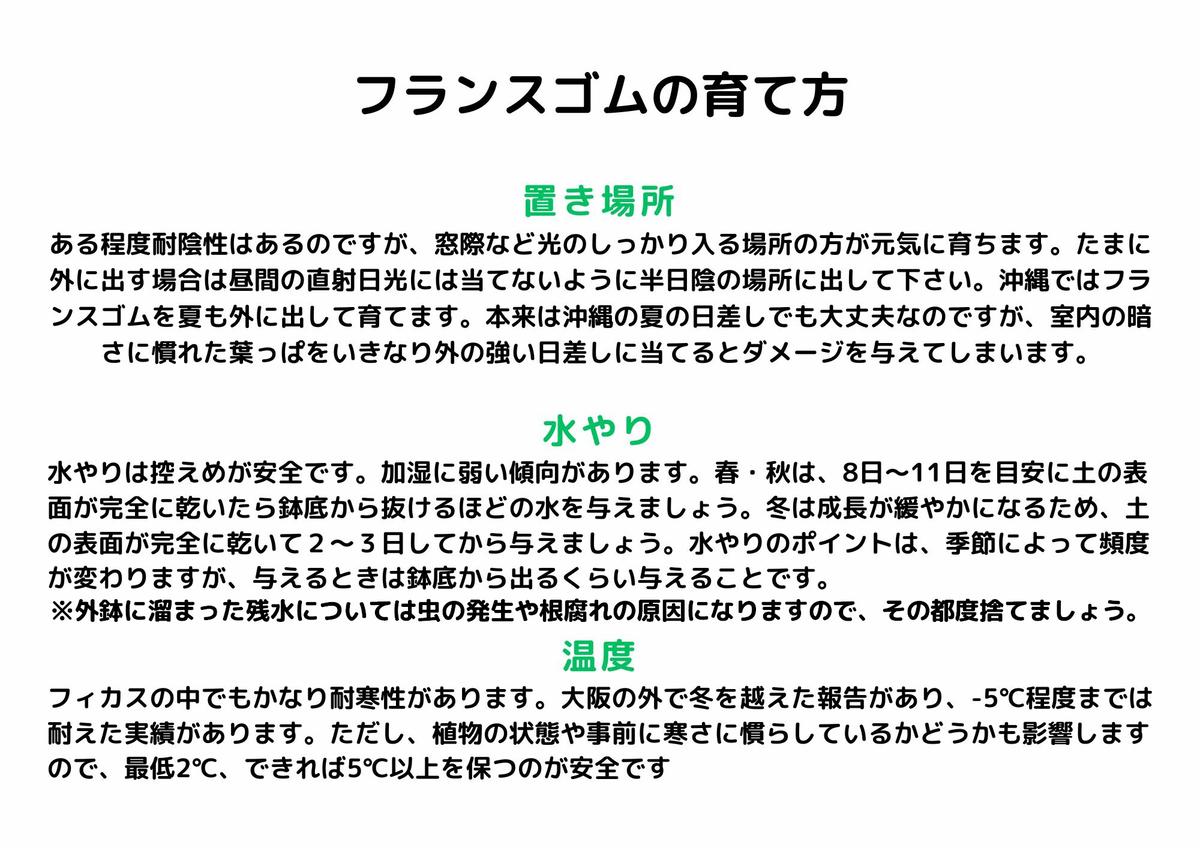 沖縄の観葉植物 人気のフィカスス フランスゴム6号 ラスターポット