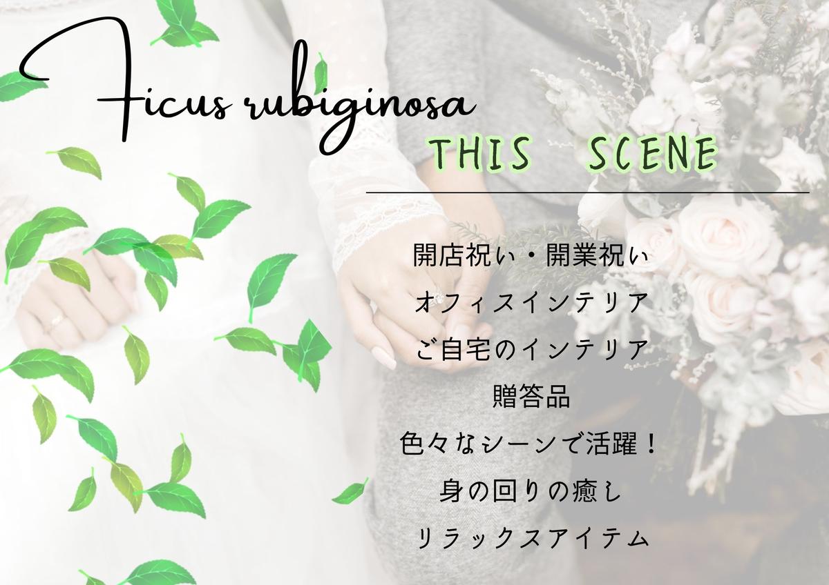 沖縄の観葉植物 人気のフィカス フランスゴム8号 ラスターポット