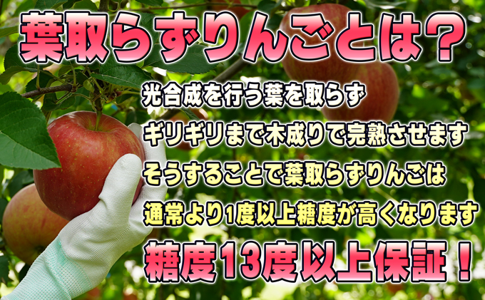 青森県鶴田町のふるさと納税 1月発送【 糖度保証 】家庭用 葉取らず サンふじ 約 5kg【 訳あり 】鶴翔りんごGAP部会 青森県産 津軽産 リンゴ 林檎 果物 フルーツ デザート 甘味