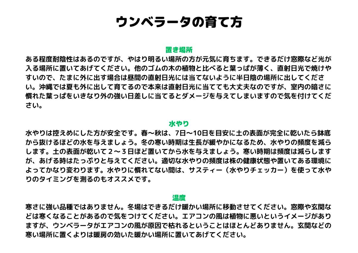 沖縄の観葉植物 人気のフィカス ウンベラータ8号 ラスターポット