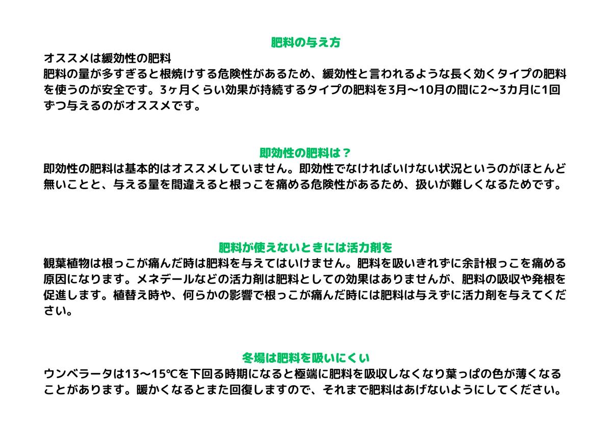 沖縄の観葉植物 人気のフィカス ウンベラータ10号 シュエット鉢ポット