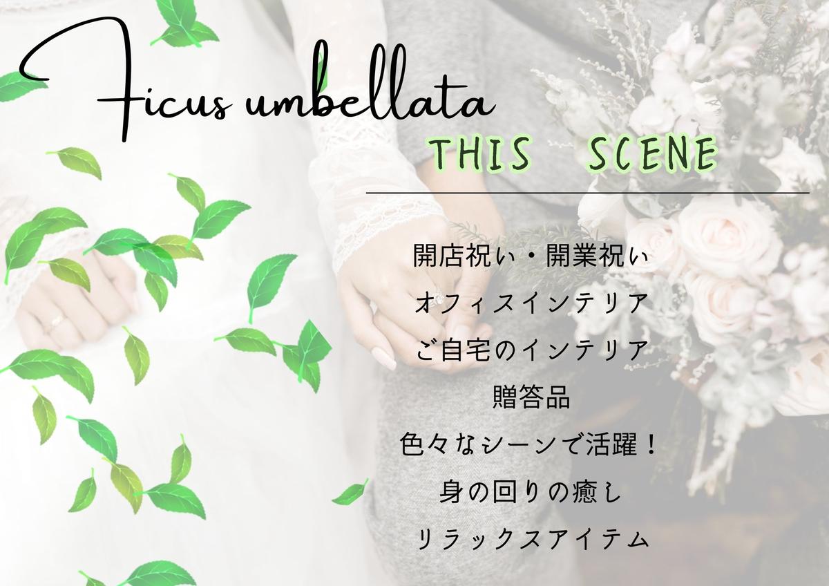 沖縄の観葉植物 人気のフィカス ウンベラータ8号 シュエット鉢ポット