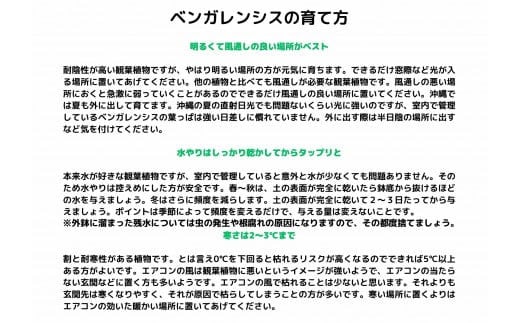 沖縄の観葉植物 人気のフィカス ベンガレンシス7号 角鉢
