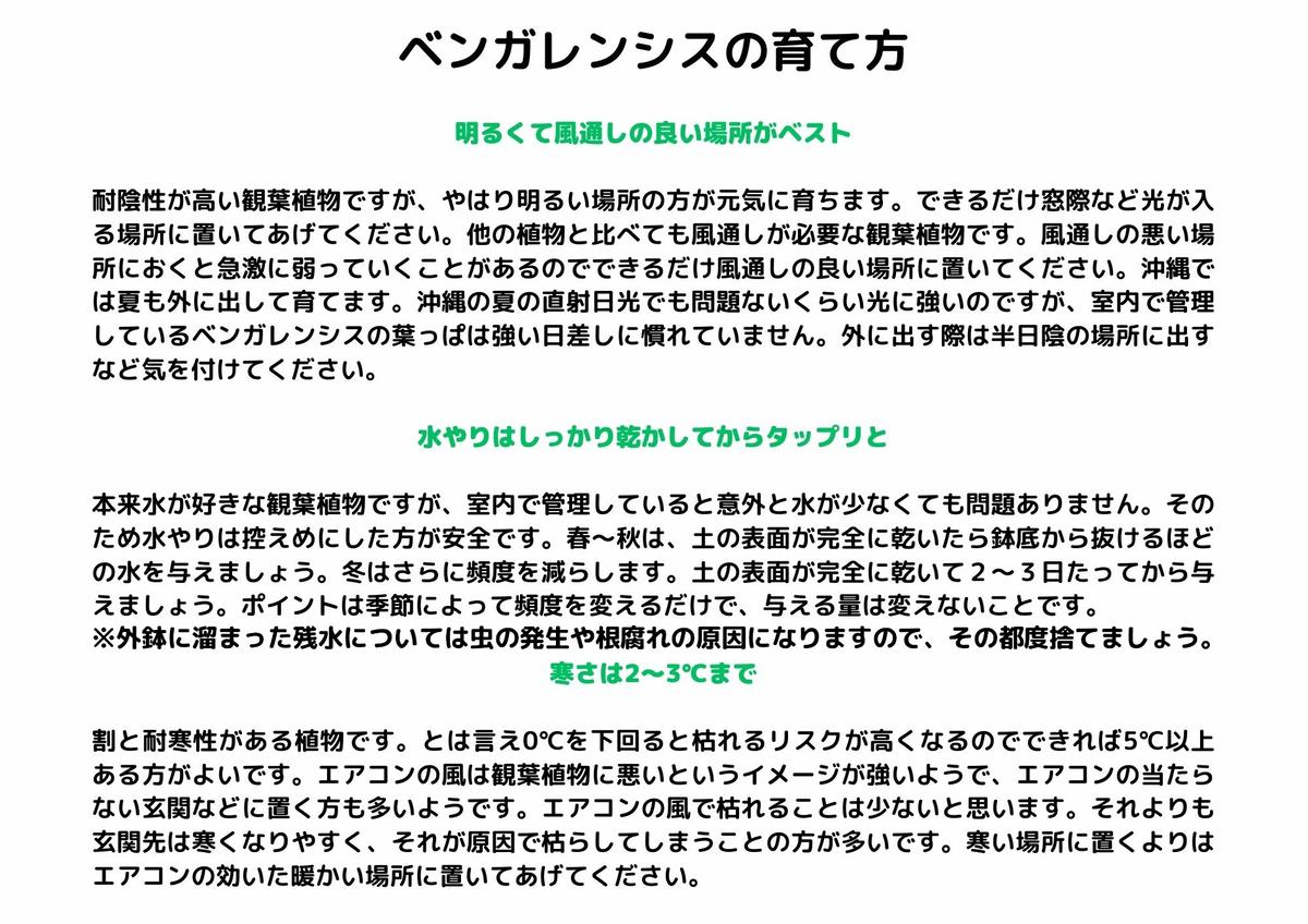 沖縄の観葉植物 人気のフィカス ベンガレンシス7号 角鉢