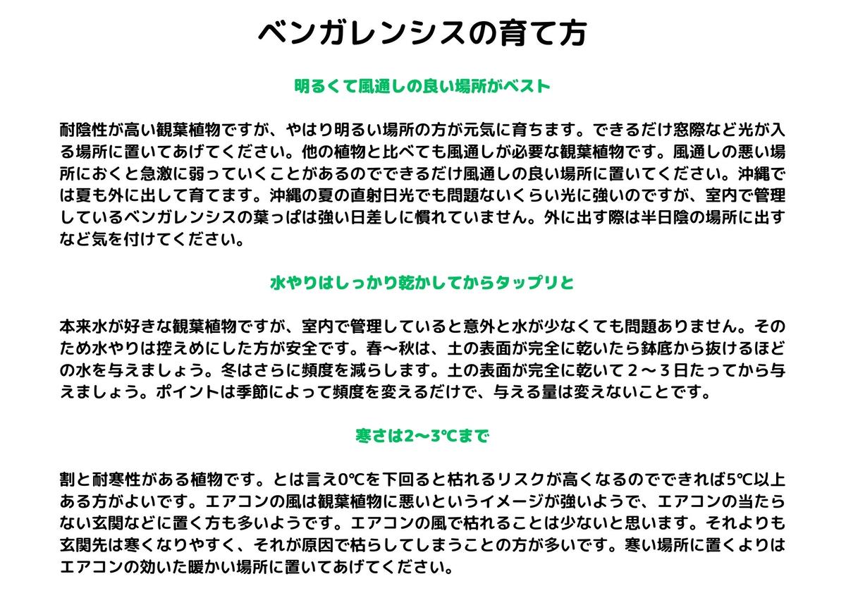 沖縄の観葉植物 人気のフィカス ベンガレンシス8号 ラスターポット