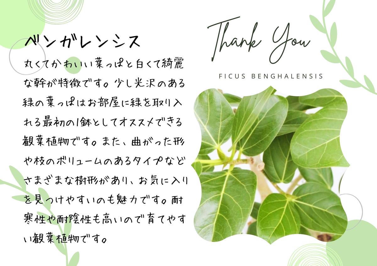沖縄の観葉植物 人気のフィカス ベンガレンシス8号 シュエット鉢ポット