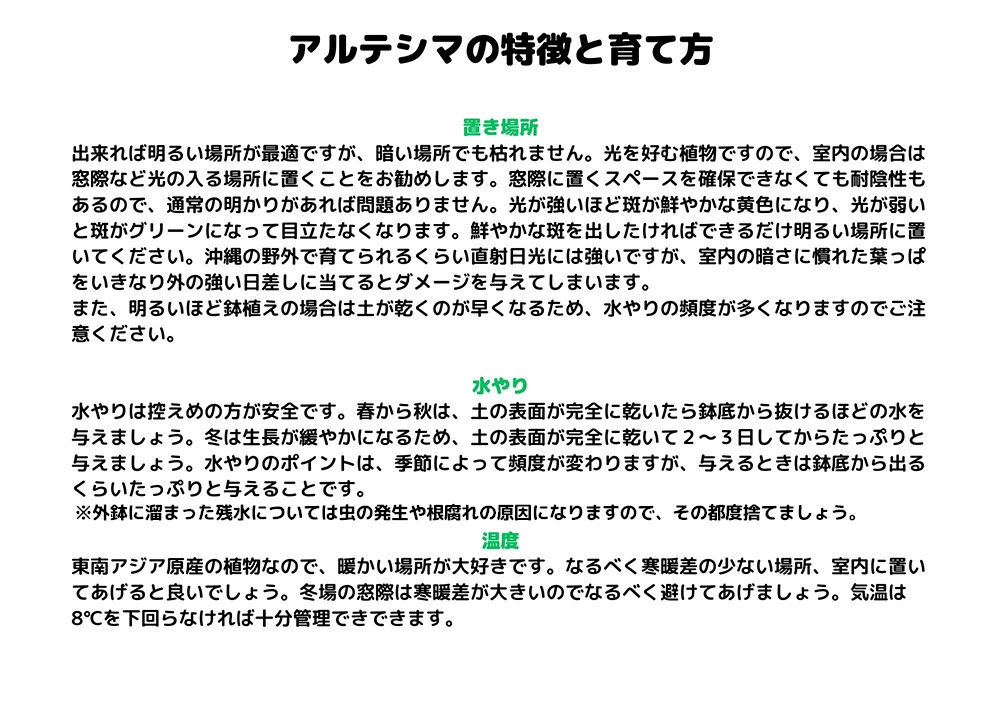 沖縄の観葉植物 人気のフィカス アルテシマ8号 シュエット鉢ポット