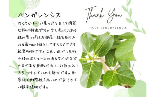 沖縄の観葉植物 人気のフィカス ベンガレンシス7号 シュエット鉢