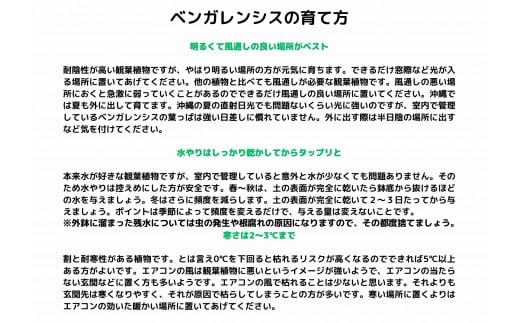 沖縄の観葉植物 人気のフィカス ベンガレンシス7号 シュエット鉢