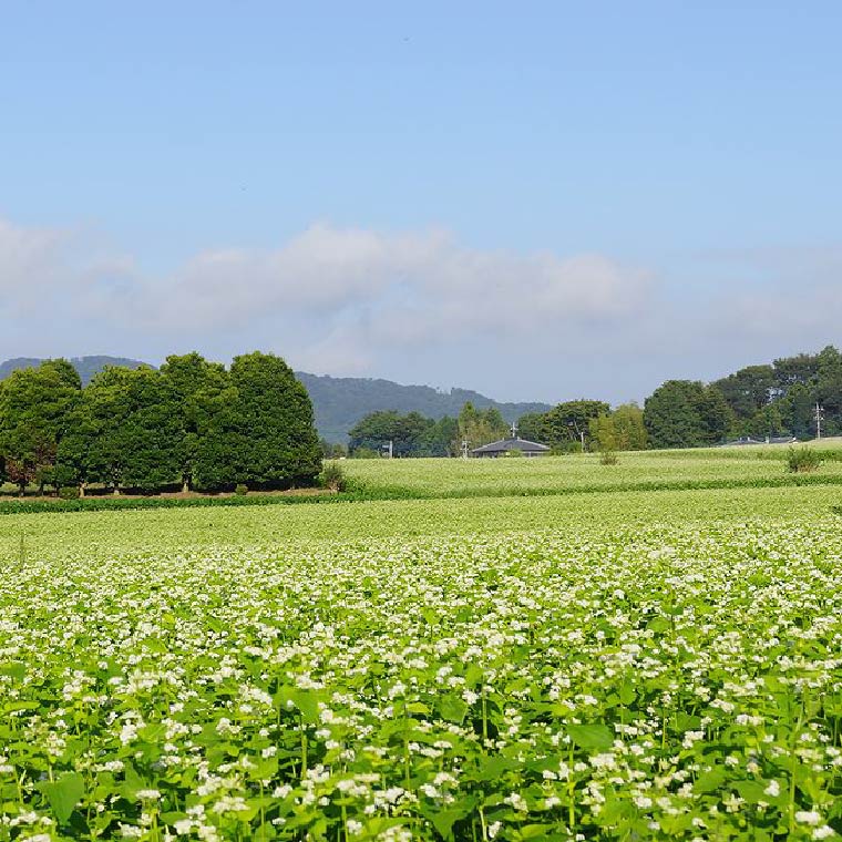 茨城県行方市のふるさと納税 【茨城県共通返礼品／桜川市】【常陸秋そば】八割乾麺セット10パック入(20人分)｜そば 乾麺 常陸秋そば 茨城県共通返礼品 桜川市 年越しそば 茨城県 行方市(DX-27)