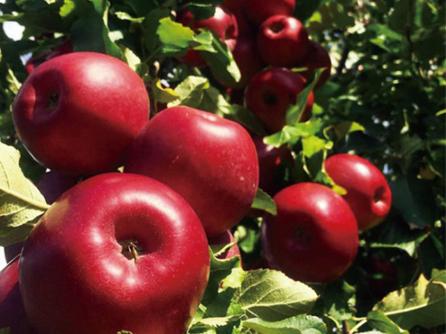 風丸農場 赤いりんごと完熟紅玉りんごのジュース 無添加 青森県産 180ml各4本 計8本セット 