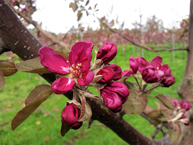 風丸農場 赤いりんごと完熟紅玉りんごのジュース 無添加 青森県産 180ml各4本 計8本セット 