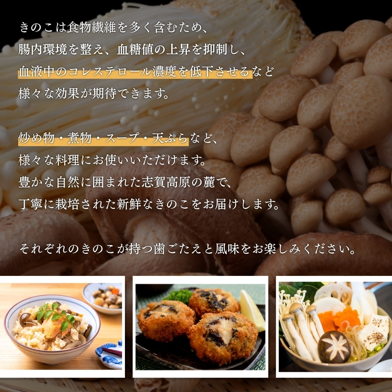 志賀高原の麓で育った きのこセット  きのこ 詰め合わせ セット えのき ぶなしめじ しいたけ 長野