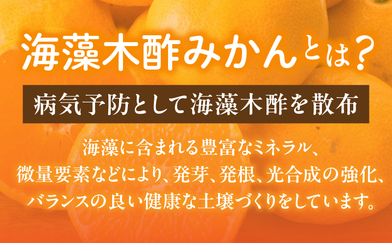 宮崎県日南市のふるさと納税 訳あり 数量限定 海藻木酢みかん 計10kg以上 傷み補償分付き フルーツ 果物 くだもの 柑橘 みかん 国産 期間限定 食品 家庭用 自宅用 B品 わけあり オレンジ デザート おやつ おすすめ おすそ分け ご褒美 お取り寄せ グルメ 産地直送 宮崎県 日南市 送料無料_BBV4-25