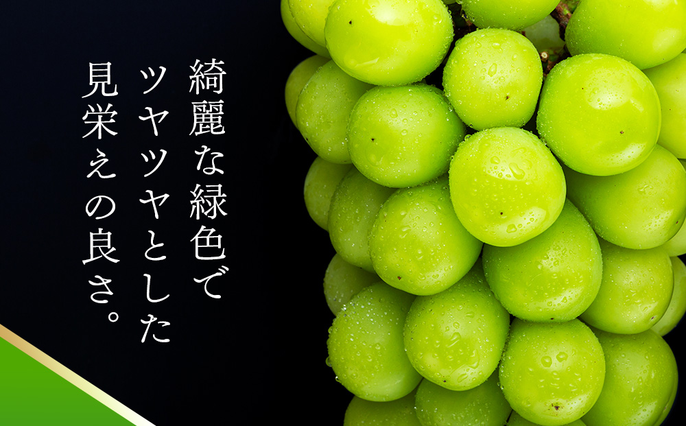 長野県箕輪町のふるさと納税 シャインマスカット 2kg 3～5房 ぶどう 葡萄 ブドウ マスカット 果物 くだもの フルーツ 旬の果物 旬のフルーツ 信州 長野 長野県
