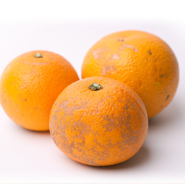 ＜1月より発送＞家庭用 はっさく5kg+250g（傷み補償分） ｜ 八朔みかん わけあり ※2026年1月上旬～3月下旬頃に順次発送予定 ※北海道・沖縄・離島への配送不可