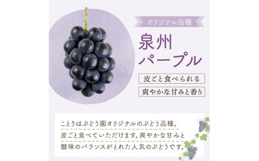 大阪府泉南市のふるさと納税 泉州ぶどう 泉州の黒ぶどう3種食べ比べセット【065C-002】