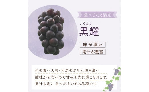 大阪府泉南市のふるさと納税 泉州ぶどう 泉州の黒ぶどう3種食べ比べセット【065C-002】
