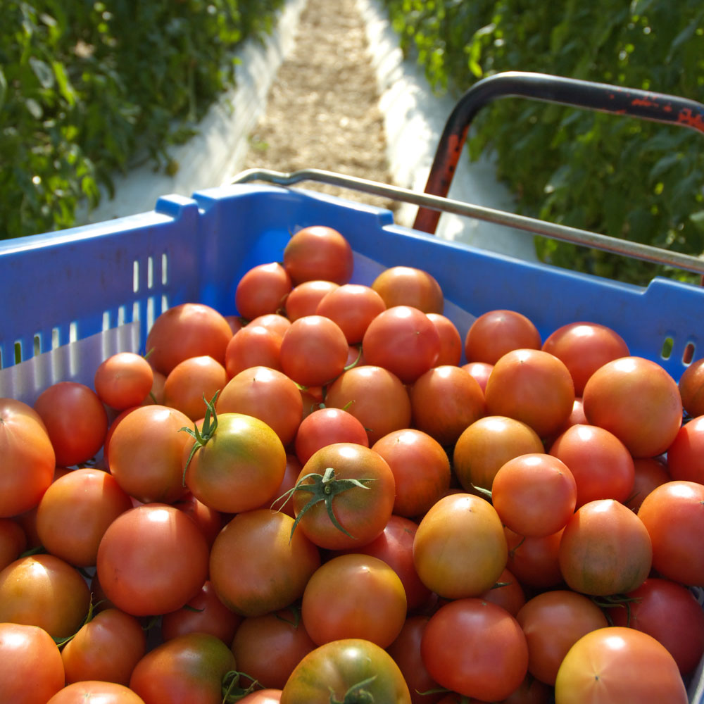 ＜2026年1月下旬より発送＞旬の濃旨フルーツトマト2kg 糖度8～10度 大小混合 詰め合わせ フルーツトマト ふるーつとまと とまと トマト 甘い 濃厚 美味しい 箱詰め 大容量 まとめ買い