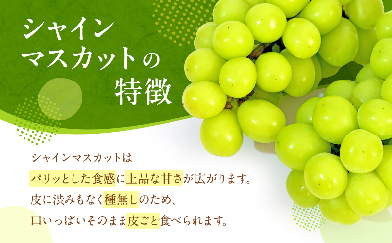 ぶどう 2026年 先行予約 シャイン マスカット 晴王 1房 650g以上 2026年9月上旬～9月下旬発送分 ブドウ 葡萄 岡山県 赤磐市産 国産 フルーツ 果物 ギフト 赤坂青空市 種無し 