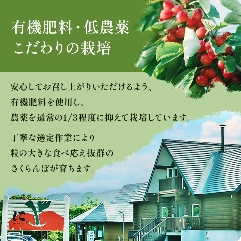 北海道 仁木町産 さくらんぼ 佐藤錦 1kg（500g×2）Lサイズ以上