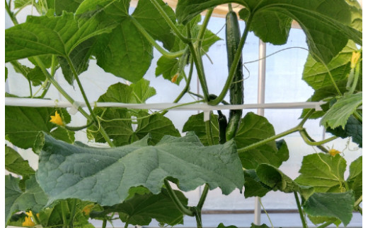 近江農家野菜詰め合わせセット３kg～８kg【FM03W】