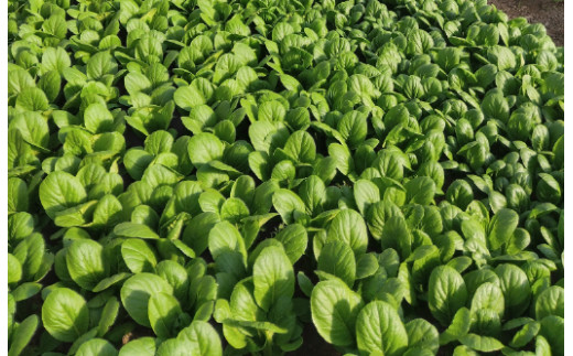 近江農家野菜詰め合わせセット３kg～８kg【FM03W】