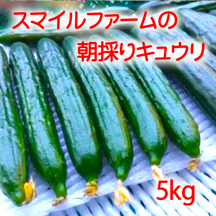 yꌧߍ]sẑ肫䂤5kgyFM02Wz