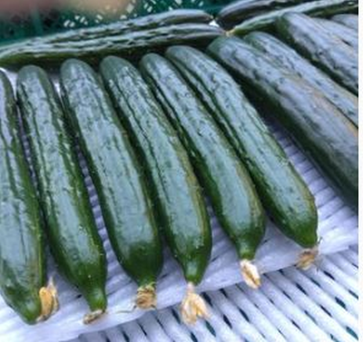 朝採りきゆうり5kg【FM02W】