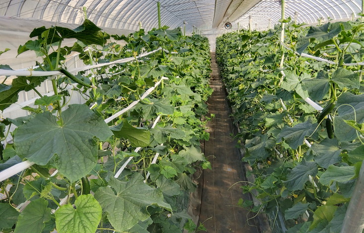 朝採りきゆうり5kg【FM02W】