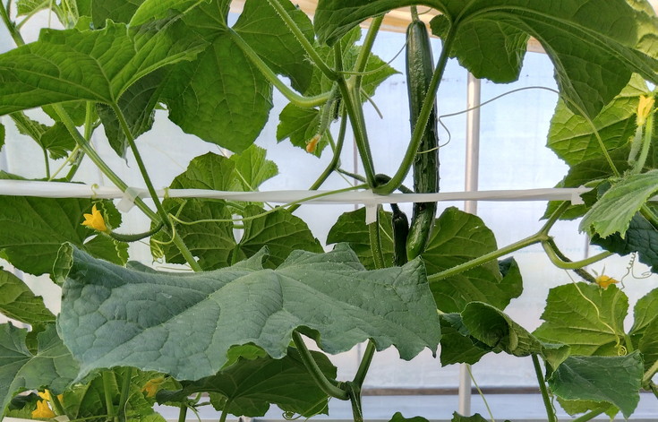 朝採りきゆうり5kg【FM02W】