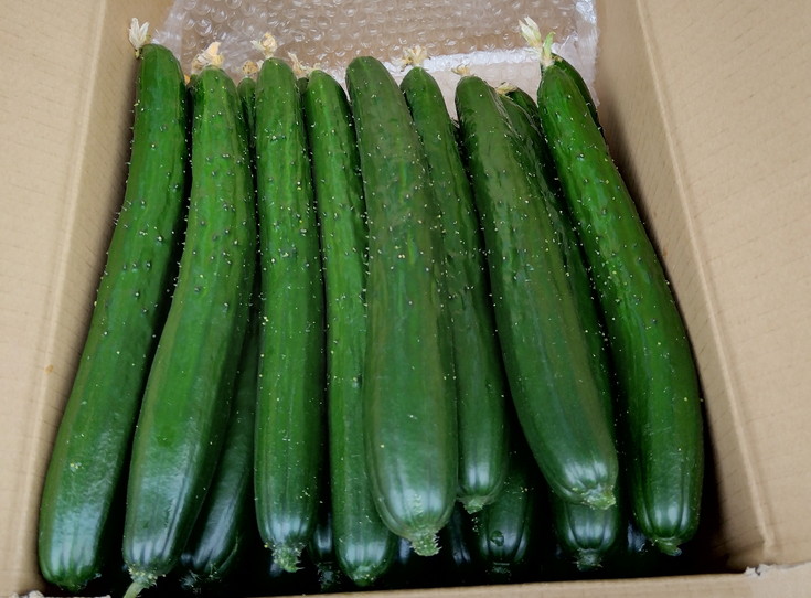 朝採りきゆうり5kg【FM02W】
