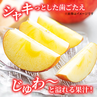 長野県小諸市のふるさと納税 サンふじ りんご 家庭用 約10kg  長野県産 果物類 林檎 りんご リンゴ フルーツ 小諸市