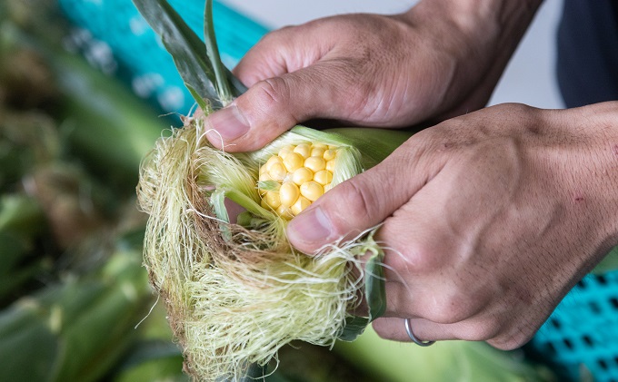 ［2026年先行予約］牛窓産とうもろこし まるでフルーツ！生で甘い、茹でて美味い！「桃太郎コーン」と「うしまどんな」のセット 約4kg 8～12本入り 産地直送 食べ比べ 