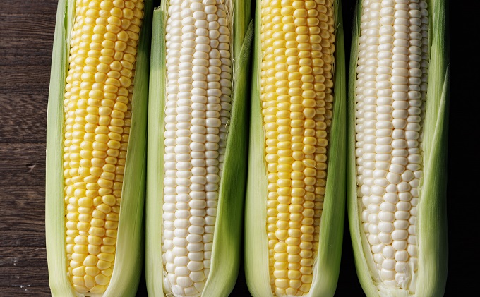 ［2026年先行予約］牛窓産とうもろこし まるでフルーツ！生で甘い、茹でて美味い！「桃太郎コーン」と「うしまどんな」のセット 約4kg 8～12本入り 産地直送 食べ比べ 