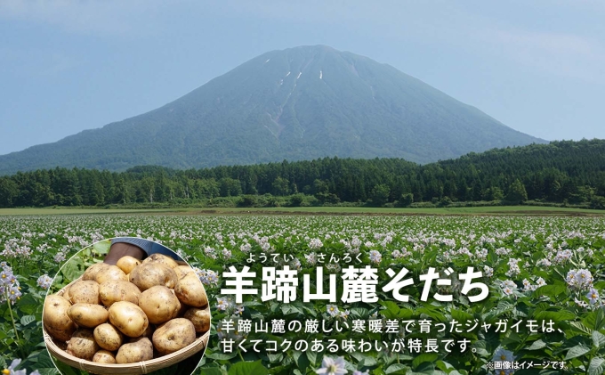 北海道産 じゃがいも きたかむい Lサイズ 10kg 馬鈴薯