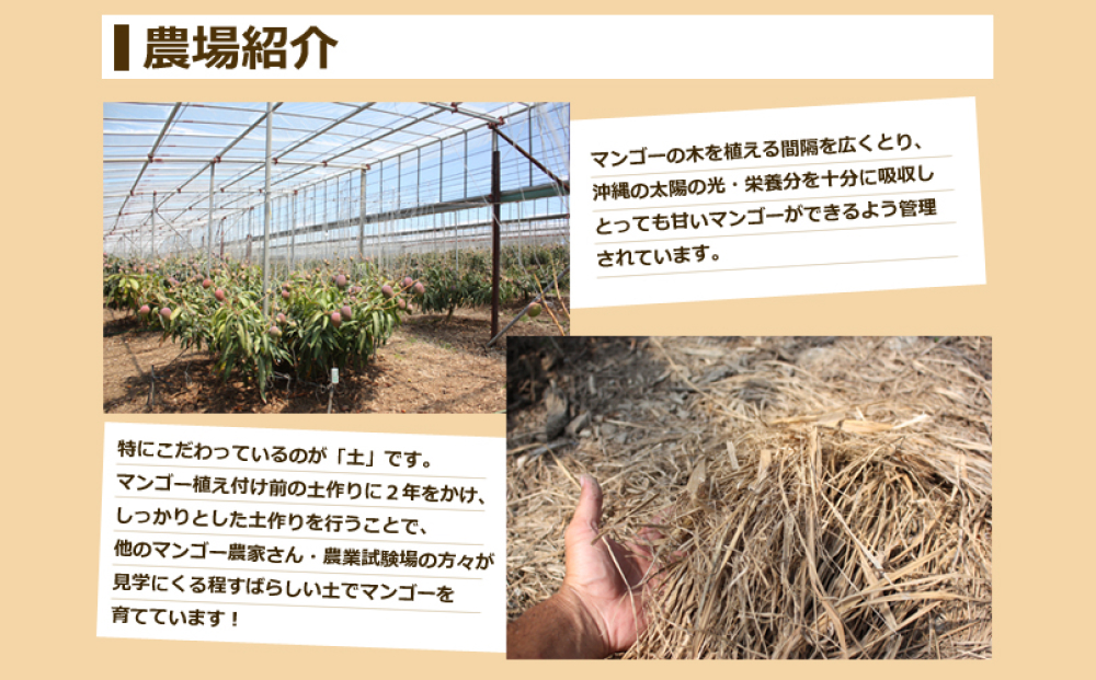 【 先行予約 2026年発送 】マンゴランのこだわりマンゴー秀品2キロ贈答用【極上！糖度１５度以上！】