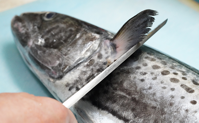 【 すえひら 】定期便 5ヶ月 岡山 名物 - さわらのたたき ( 鰆のたたき ) 5人前 セット 5回 さわら 鰆 サワラ たたき 定期便 魚介類 和食 冷蔵 魚料理 一品料理 つまみ お酒のあて 肴 