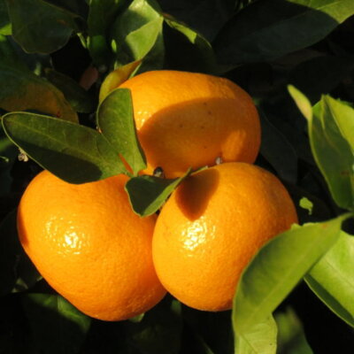 ZD7029_数量限定【ブランドみかん】田村みかん 約9kg (2Lサイズ)