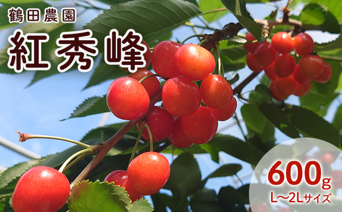[先行受付] 数量限定 北海道 仁木町産 果肉がプリ しっかり大粒 甘い さくらんぼ 紅秀峰 600g Lサイズ以上 リピーター 朝採り 甘み ジューシー サクランボ チェリー フルーツ 果物 果物類 仁木町 仁木 [鶴田農園]