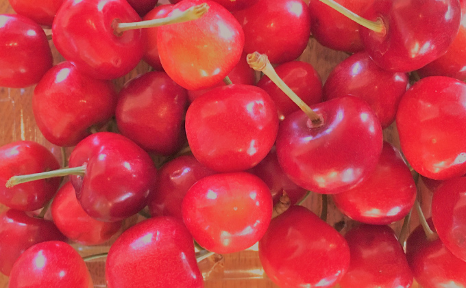 [先行受付] 数量限定 北海道 仁木町産 果肉がプリ しっかり大粒 甘い さくらんぼ 紅秀峰 600g Lサイズ以上 リピーター 朝採り 甘み ジューシー サクランボ チェリー フルーツ 果物 果物類 仁木町 仁木 [鶴田農園]