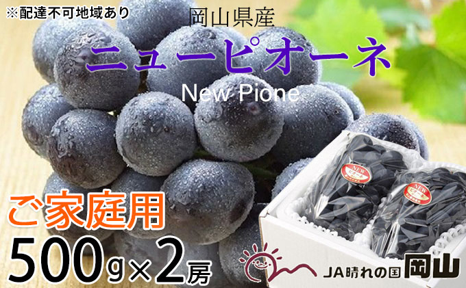 ぶどう 2025年 先行予約 ご家庭用 ニュー ピオーネ 約500g×2房 ブドウ 葡萄  岡山県産 国産 フルーツ 果物 巨峰 美しい 外観 大粒 高糖度 種なし 皮ごと 芳醇 酸味 美味しい 絶妙 バランス 大人気 