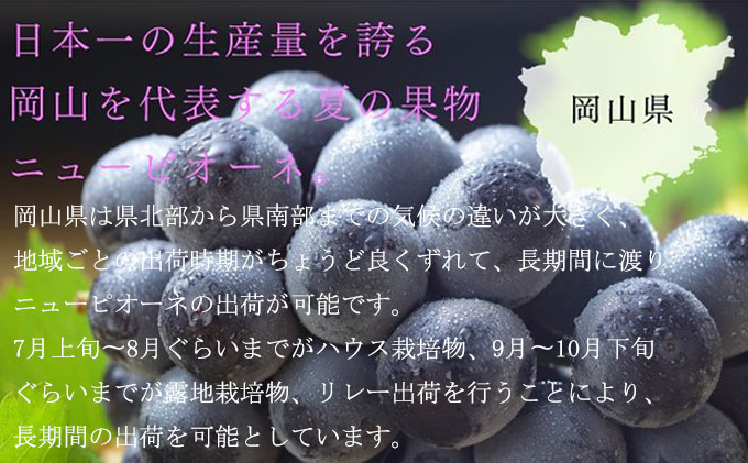 ぶどう 2025年 先行予約 ご家庭用 ニュー ピオーネ 約500g×2房 ブドウ 葡萄  岡山県産 国産 フルーツ 果物 巨峰 美しい 外観 大粒 高糖度 種なし 皮ごと 芳醇 酸味 美味しい 絶妙 バランス 大人気 